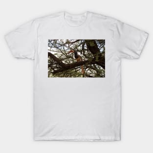 Red-billed hornbill in a tree T-Shirt